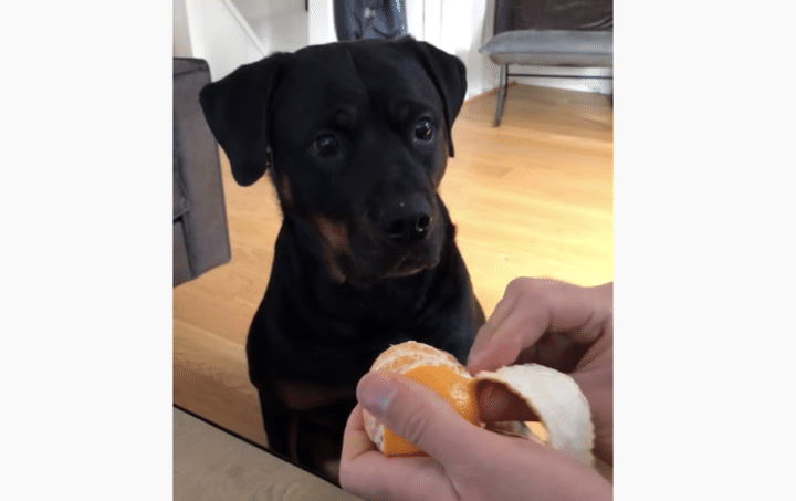 大好物のみかん！見るだけでヨダレが止まらなくなっちゃう犬。