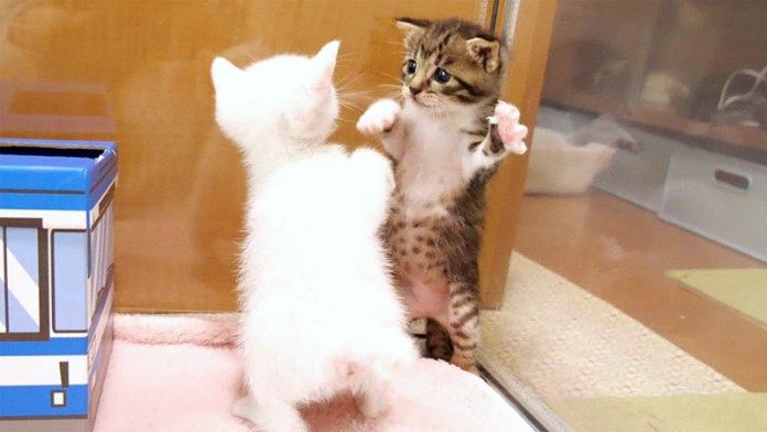 猫拳法で戦う子猫達