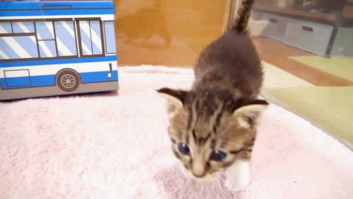 向かってくる子猫
