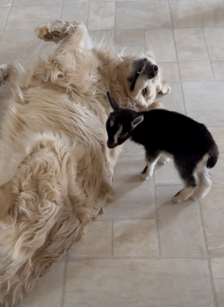 小さな子ヤギをお世話してくれる、優しいゴールデンレトリバーさん。