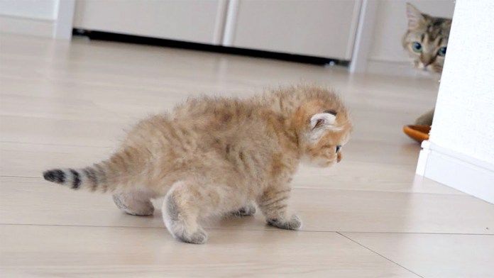 子猫を監視する母猫