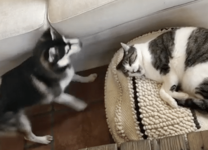 猫にベッドを取られた子犬の攻撃！「犬パンチ」が可愛かった。