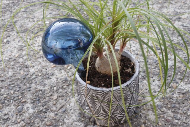 IKEAのDAKSJUS ダクシュ―ス 自動水やり器の使用例