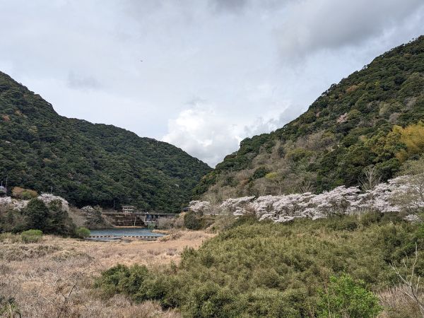 清浦ダムの桜