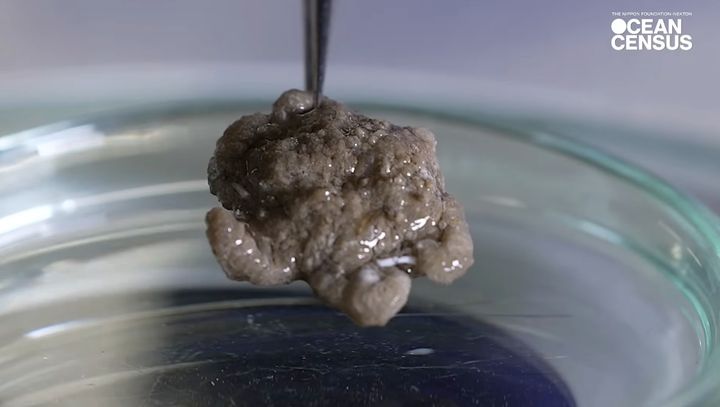 まったく新しい生物グループの可能性も