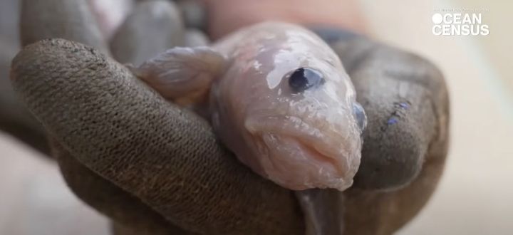 表面がぬらぬらしたゲンゲ科の一種