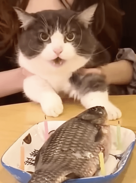 かわいい♡「みんなありがとニャー！」お誕生日会にお礼を言ってくれる猫さん。