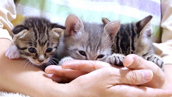 指吸いする子猫達