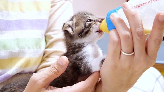 ミルクを飲む子猫