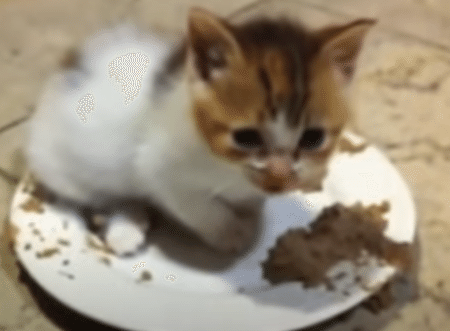 お皿ごと独り占め！ 食いしん坊の子猫さん。