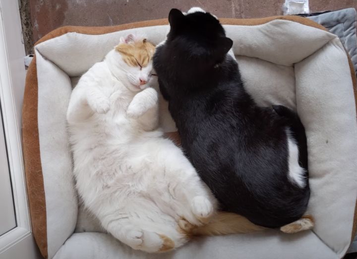 仲良しっぷりが可愛い♪ 同じベッドで眠る猫さんたち。