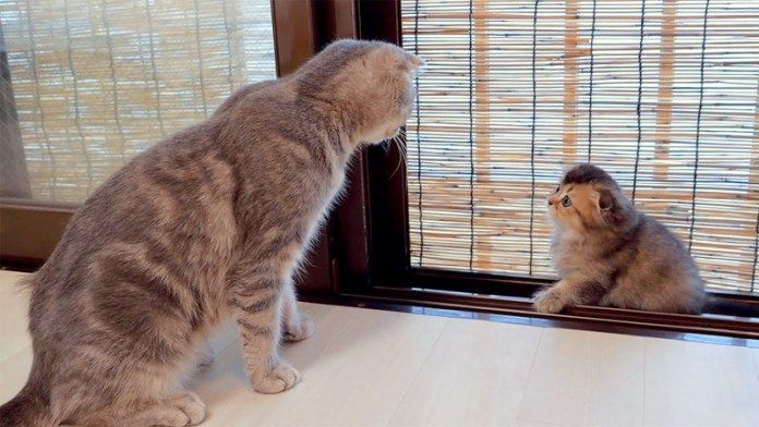 子猫を心配する母猫