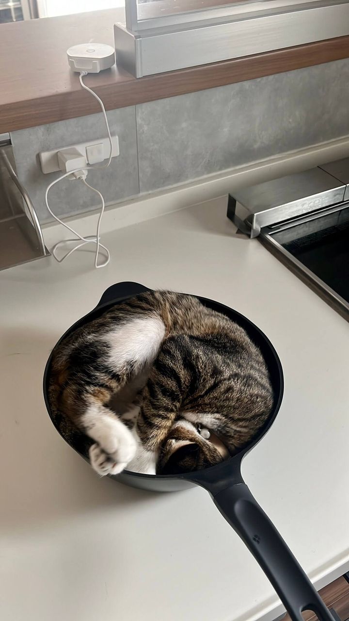 フライパンの中で丸くなってアンモニャイトになるキジ白猫