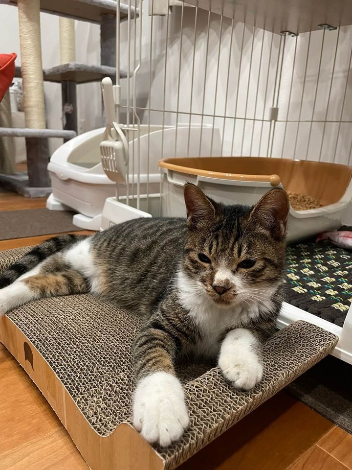 家にやってきた初日のキジ白猫ナツキくん