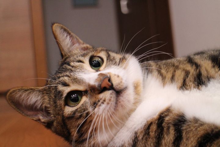 キジ白猫のナツキくん