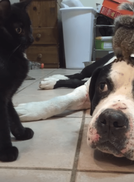 犬「僕の友達をいじめるなよぉ！」猫からリスを守ろうと頑張る！