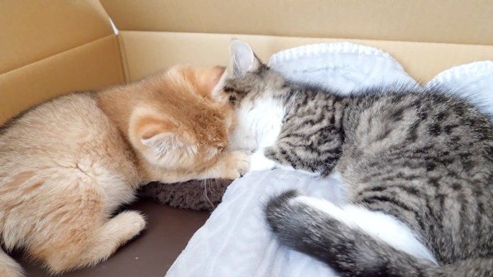 アログルーミングする子猫達