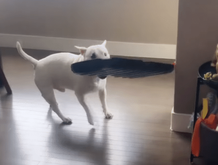 愛犬が急に工具箱を持ち出そうと笑 それ持ってどうする気なの！