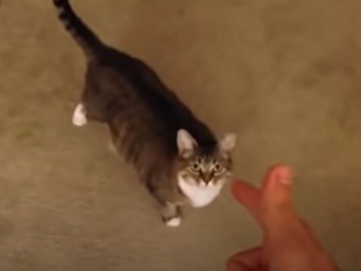 飼い主が教えた“死んだふり”をなかなか披露しない猫