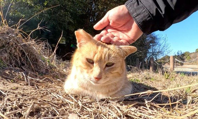 撫でられる猫