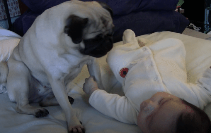 お互いのくしゃみにびっくり！ 愛犬も赤ちゃんも一緒にくしゅん！