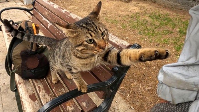 アピールする猫