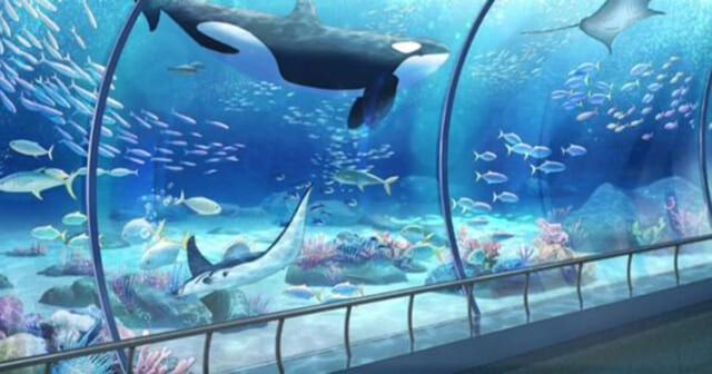 水族館の魅力を答えて！【心理テスト】春にチャレンジすべき事は？