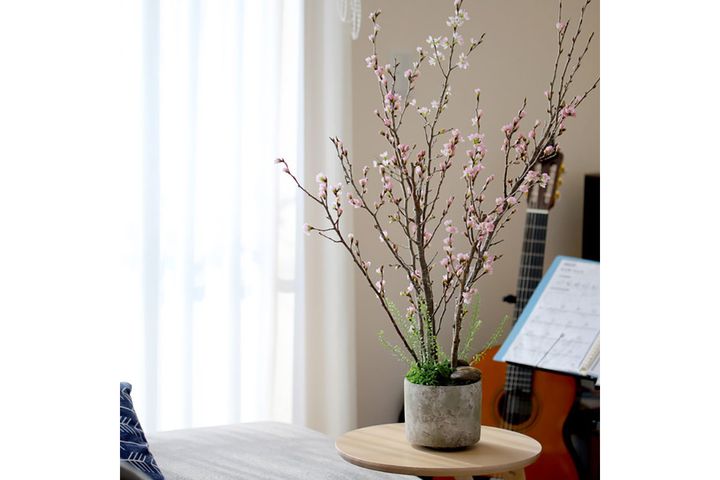 「自宅で！桜のお花見キット」