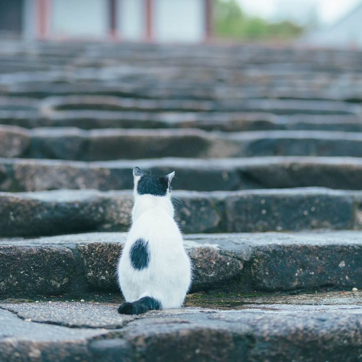 猫島の石階段で佇む猫の後ろ姿