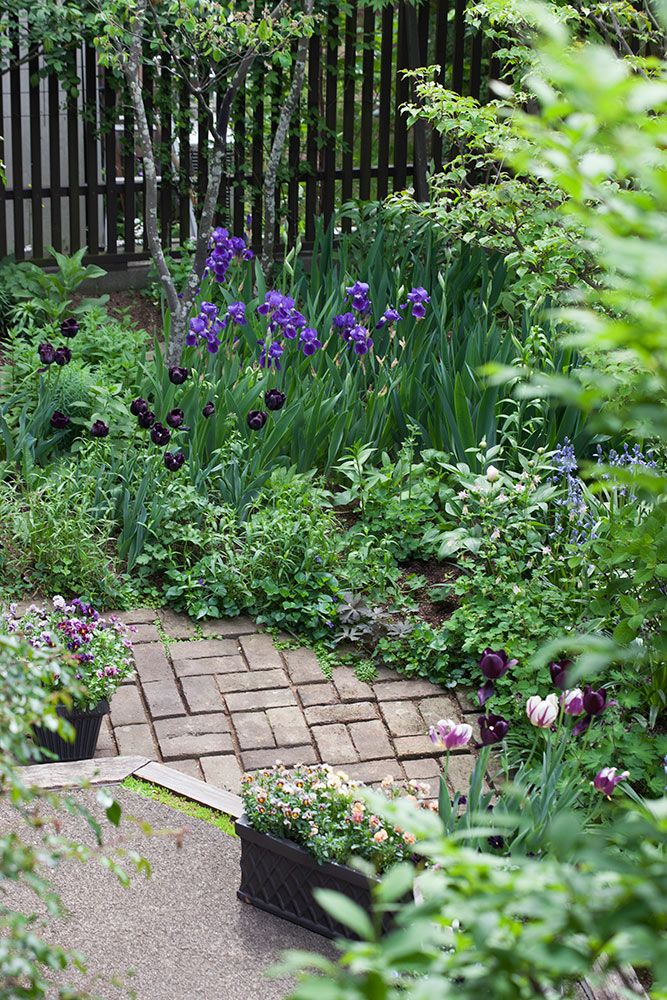 ブラックチューリップとジャーマンアイリス