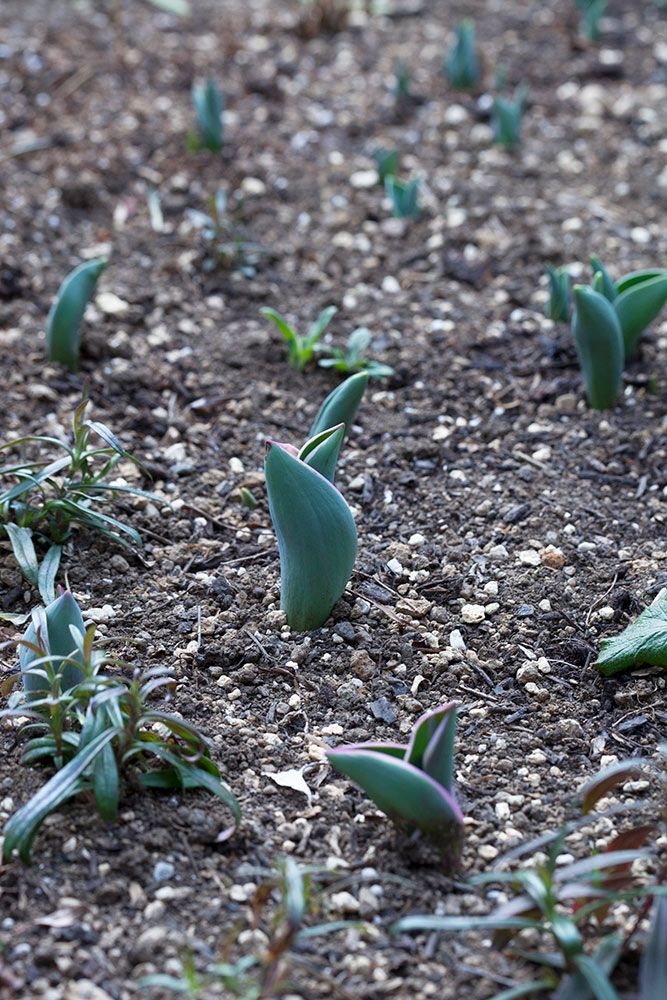 チューリップの芽