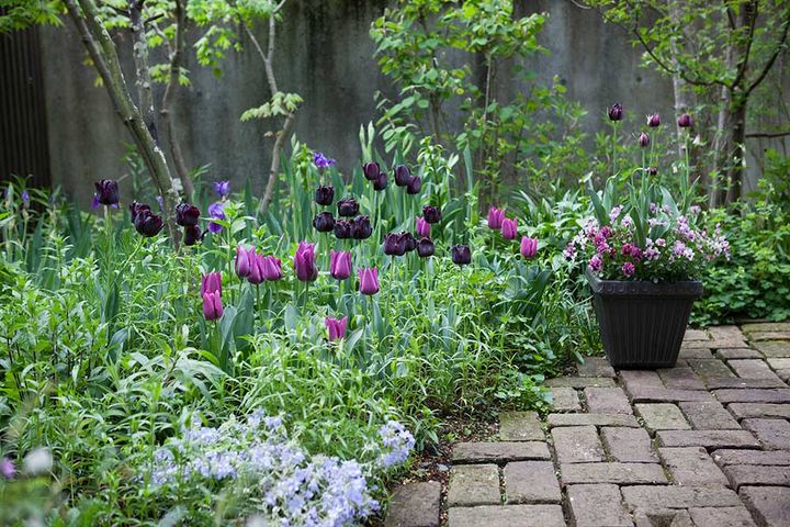 ブラックチューリップの庭