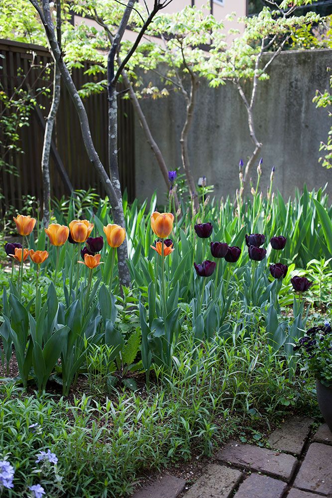 ブラックチューリップ