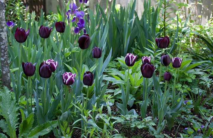 ブラックチューリップ