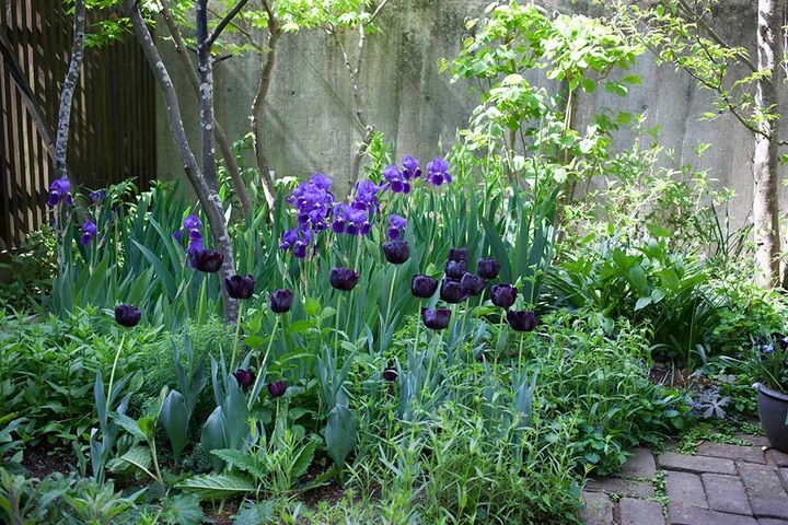 ブラックチューリップ