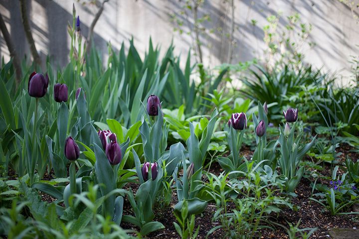 ブラックチューリップ