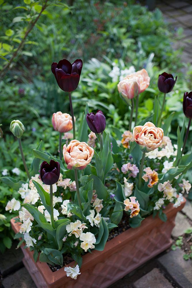 ブラックチューリップ