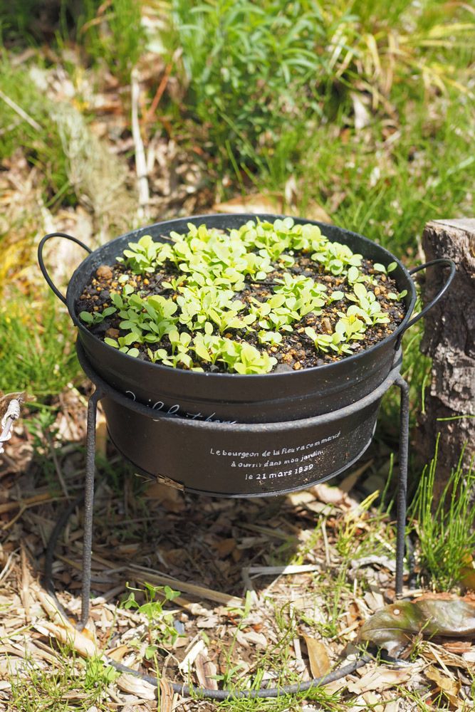 種まきから６日後、発芽しました