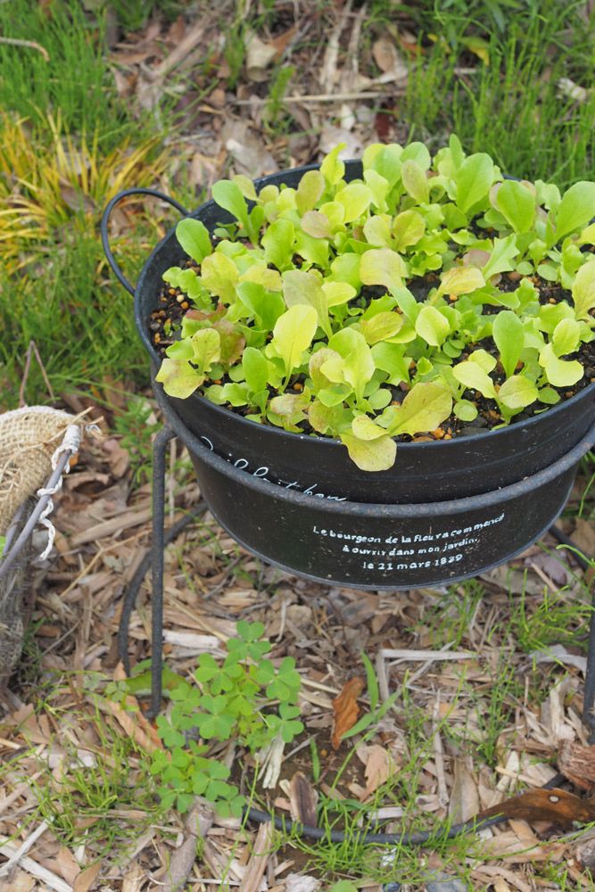 ２回目の間引きから３日後の様子を見てみると…