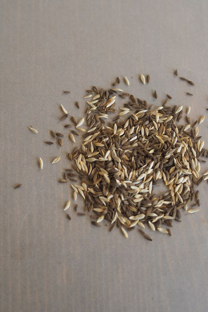 ５種類の形や色の違うベビーレタスが入っている種