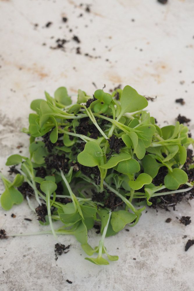 若葉の味を楽しむ