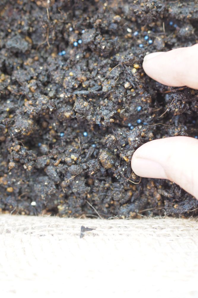 両サイドにある土を、親指と人差し指でつまんで、かぶせる