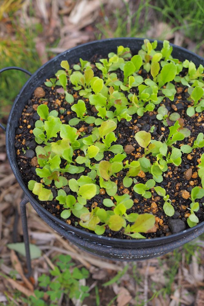 また間引きします