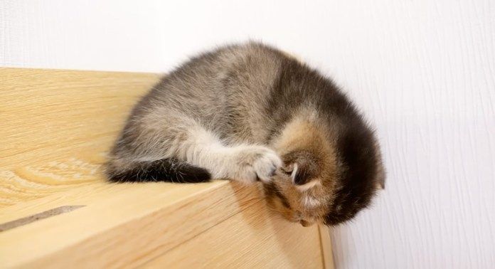 寝落ちしそうな子猫
