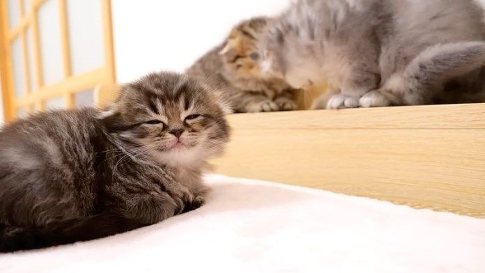 ウトウトする子猫