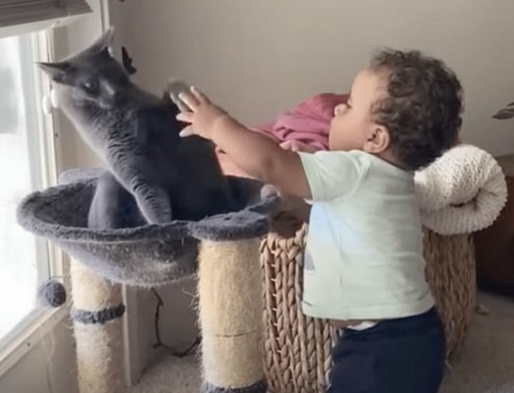 子どもへの接し方が分からない猫、緊張して固まっちゃった！