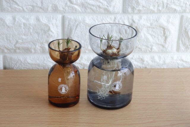 IKEAのDAKSJUS ダクシュース 花瓶3点セットにヒヤシンスの球根を置く