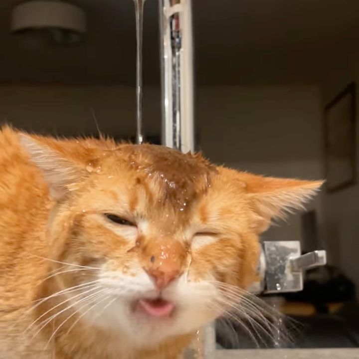 頭上から流れる水をペロペロする猫、その名はきっと滝行飲み