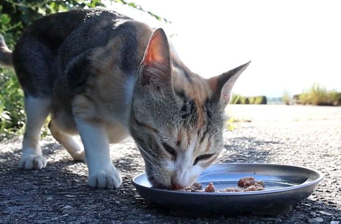 ご飯を食べる猫
