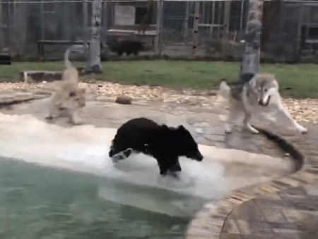 ライオン、クマ、オオカミ！ 仲良し3匹の遊ぶ姿が可愛い！